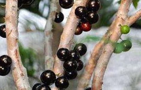 嘉宝果 繁殖 方法