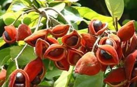 凤眼果的种植方法（凤眼果的种植方法和管理）