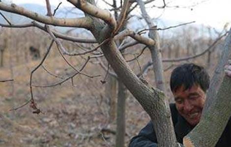 柿子怎么修剪 柿子怎么修剪视频