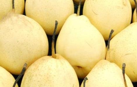 怎么提高雪梨的产量 雪梨种植技术