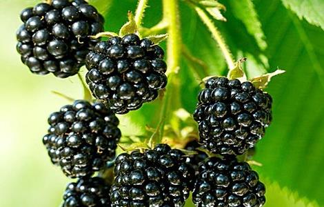 黑莓的栽培技术(黑莓栽培技术要点王焕兴)