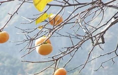 柿子的种植条件（柿子的种植环境）