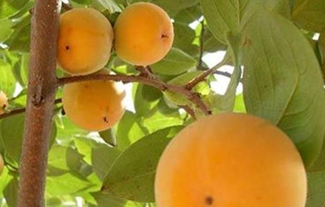 柿子落花落果怎么办（柿子树落果怎么办?防止柿树落花落果的方法）