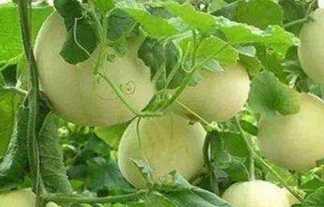 甜瓜如何增甜 如何增加甜瓜甜度