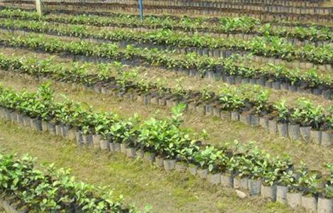 菠萝蜜如何选树苗(菠萝蜜如何选树苗图解)