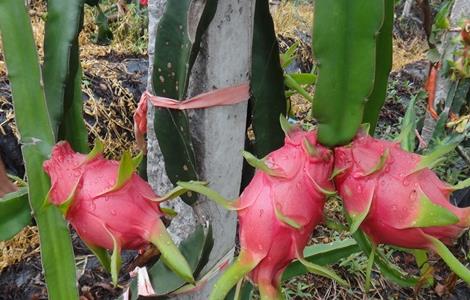 火龙果冬季管理要点 火龙果秋冬季怎么管理?