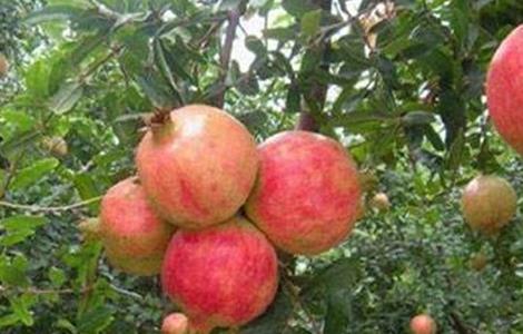 石榴树怎么繁殖 石榴树怎么繁殖种子出吗