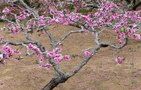 桃树的修剪技术要点 桃树的修剪技术要点有哪些