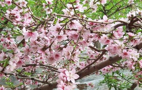 桃树 修剪 技术要点