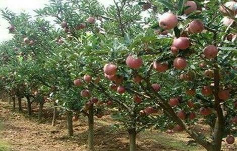 苹果树管理技术 苹果树管理技术专家讲解视频