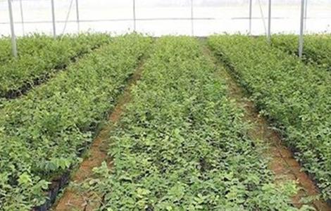 蓝莓的育苗方法（蓝莓的育苗方法有哪些）