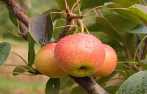 南果梨的种植技术（南果梨栽培技术）