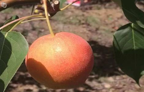 南果梨的生长环境 南果梨的生长环境是什么