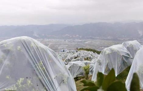 冬季果树容易冻伤的位置 冬天果树怕冻怎么办