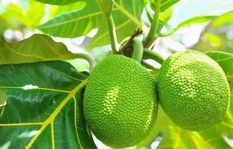 菠萝蜜种植需要注意哪些问题（菠萝蜜种植需要注意哪些问题和措施）