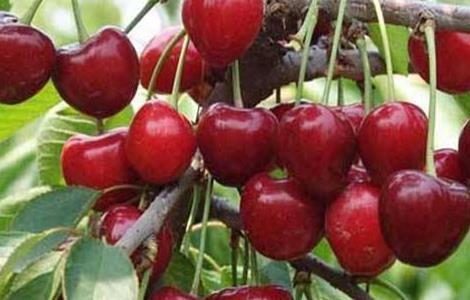 车厘子种植的日常管理（车厘子种植的日常管理措施）