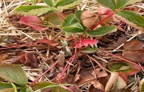 草莓茎秆、花瓣发红怎么办 草莓根茎发红