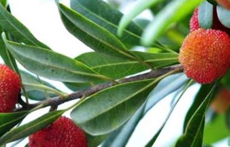 采摘杨梅后的果树管理（杨梅采果后怎么管理）