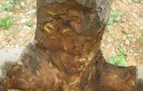 果树腐烂病发生原因(果树得了腐烂病怎么防治)