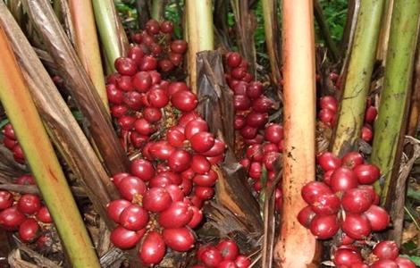 草果种植需要注意哪些问题 草果适应在什么地方种植