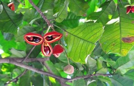 凤眼果种植需要注意些什么 凤眼果树怎样种植