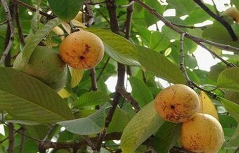 减肥果价格多少钱一斤 减肥果多少钱一克