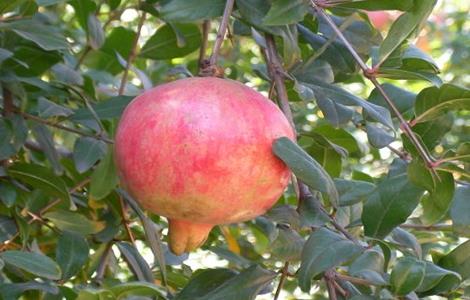 软籽石榴种植的注意事项（软籽石榴种植的注意事项是什么）