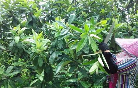 枇杷采收后怎样管理 枇杷采收后怎样管理呢