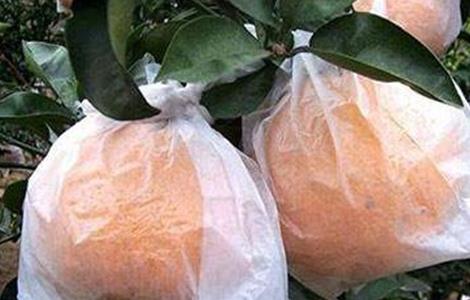 脐橙套袋技术（脐橙套袋技术视频）