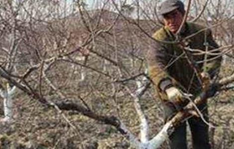 樱桃树环剥注意事项（樱桃树环剥的方法及作用）