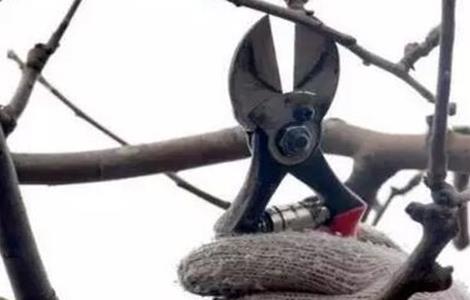 苹果树修剪的几大误区（苹果树修剪的几大误区图片）