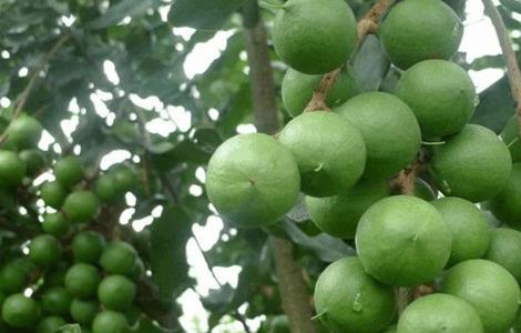 夏威夷果的种植技术（夏威夷果树的种植技术）