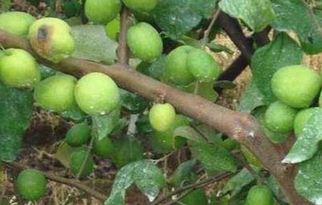 青枣施肥技术(青枣施肥和管理方法)