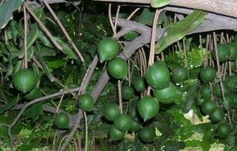 夏威夷果生长对环境条件要求 夏威夷果适合什么地方生长