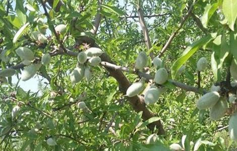 巴旦木的栽培技术（巴旦木栽培技术参考文献）