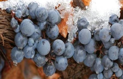 冰葡萄的种植技术 冰葡萄种植方法