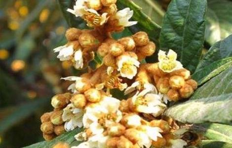 枇杷为什么会出现早花现象 枇杷现在开花正常吗?
