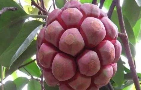 黑老虎怎么繁殖(黑老虎怎么繁殖出来的)