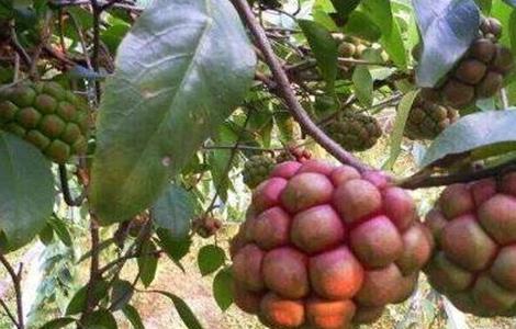 黑老虎的田间管理要点（黑老虎的田间管理要点是什么）