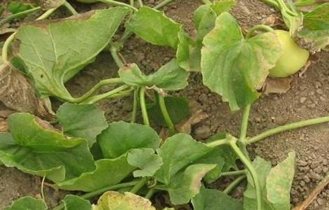 甜瓜黄叶的原因是什么（甜瓜黄叶的原因是什么呢）