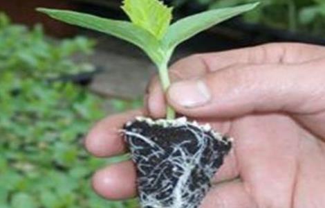 甜瓜苗期管理要点 甜瓜的苗期管理