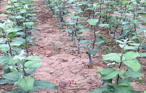 矮化苹果苗栽培管理（矮化苹果苗怎样栽植）