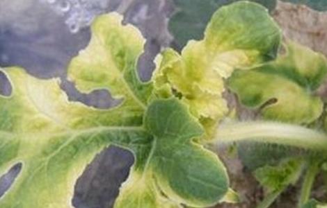 西瓜不长新根原因及解决方法（西瓜不长新根原因及解决方法图片）