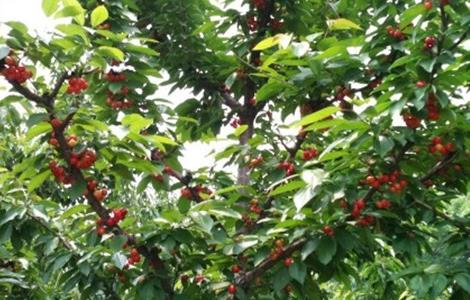 樱桃树修剪方法 樱桃树修剪方法和技巧