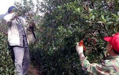 杨梅的修剪时间和方法 杨梅树怎么修剪?杨梅树的修剪时间和方法