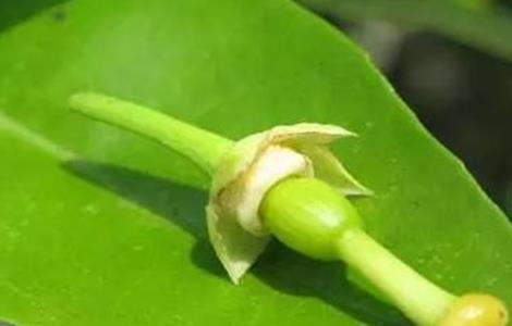 柑橘幼果转绿慢怎么办 柑橘转色慢