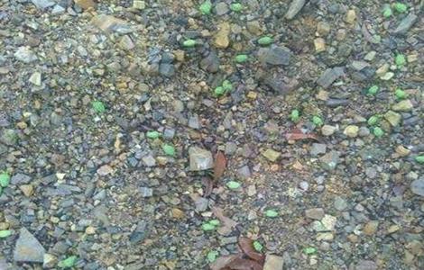 荔枝落花落果的原因 荔枝落花落果的原因是什么