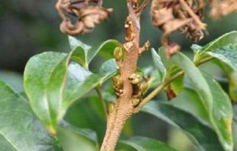 荔枝花芽分化条件 荔枝花芽类型