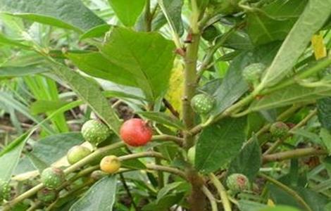 金星果繁殖方法（金星果种植技术）