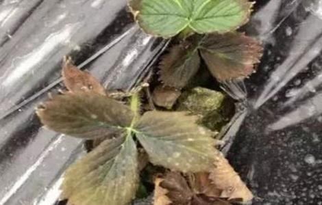 草莓青枯死苗的预防措施 草莓青枯死苗的预防措施是